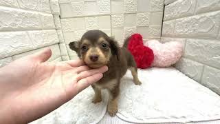 ハーフ犬の動画01