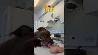 Dog fails caught on camera! | Animal Watch