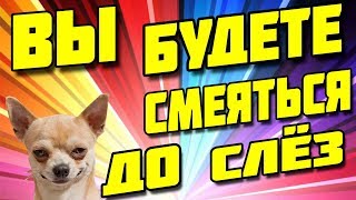 Реальный ржачь. Приколы 2018. Приколы с животными. Смешные приколы. Фейлы