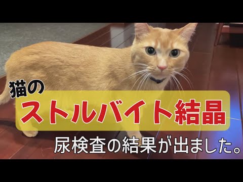 猫の尿中の結晶 - 種類、症状、治療法