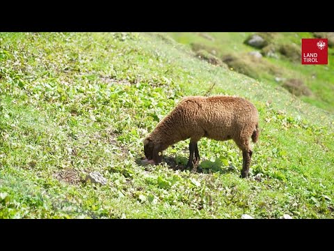 Herdenschutz in Navis