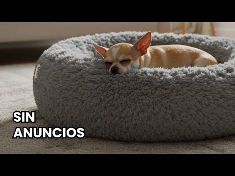 12 Horas de Música Relajante para Perros Nerviosos (calma a tu perro)
