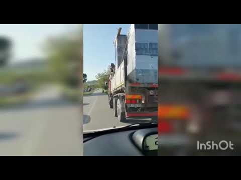 Cavallo al galoppo sulla Faleriense