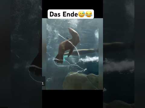 Das Ende😅😂 #dance #gta #music #lustig #song #cats #foryou #fyp #funny