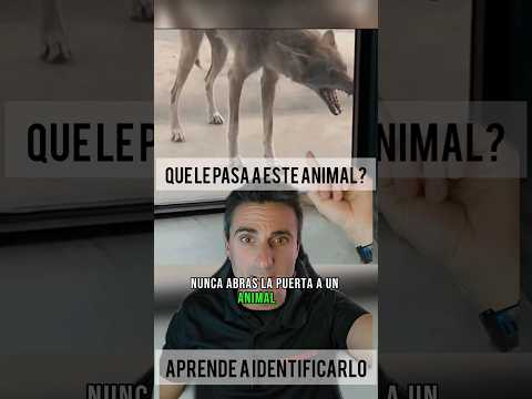 How to identify rabies. #survival #trivia #emergency