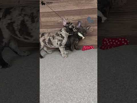 Video 4