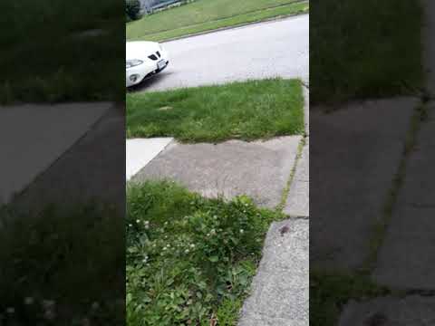 Me Singing Cavy Corner Guinea Saunturary