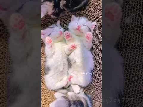 #caty #kitten #cat #funny cat sound
