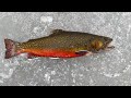 Video Thumbnail for amazing catch! Ice fishing for Brook trout