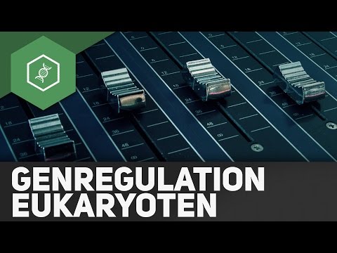 Gene regulation in eukaryotes