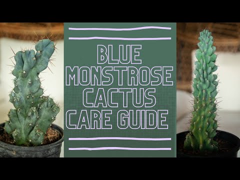 , title : 'Blue Monstrose Cactus (Cereus Peruvianus) Care Guide