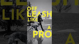 Download lagu How to teach your dog to walk with you even when off leash #dogtraining mp3 Download lagu How to teach your dog to walk with you even when off leash #dogtraining mp3