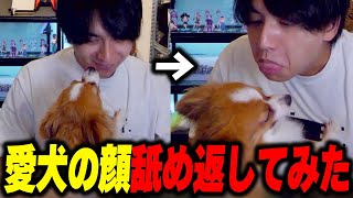 - 愛犬の顔を舐め返してみた結果に爆笑するけんき【けんき切り抜き】