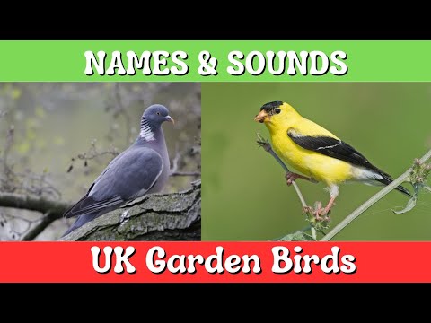 Exploring the Enchanting World of UK Garden Birds || Names and Sounds of Common British Garden