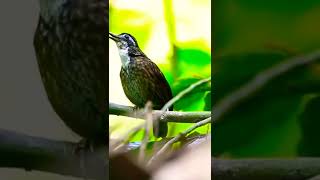 Download lagu burung Anis sisik#shorts mp3
