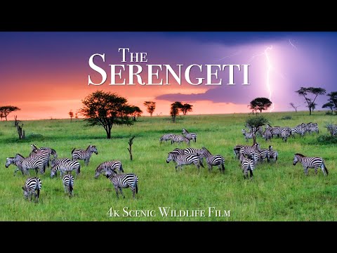 The Serengeti 4K – Scenic Wildlife Film With African Music