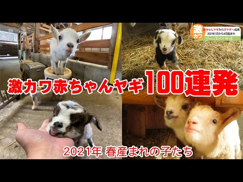 , title : '激カワ赤ちゃんヤギ100連発　【2021年1月から4月に産まれたヤギ達】キュン死映像'