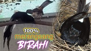 Download lagu No Tipu!! Sekali Dengar Murai Lain Pasti Terangsang On Birahi || Terapi Suara Murai Kawin Part42 mp3 Download lagu No Tipu!! Sekali Dengar Murai Lain Pasti Terangsang On Birahi || Terapi Suara Murai Kawin Part42 mp3