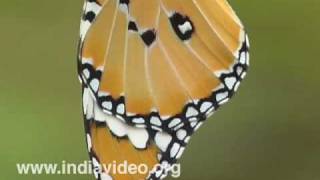 Plain Tiger or Danaus chrysippus