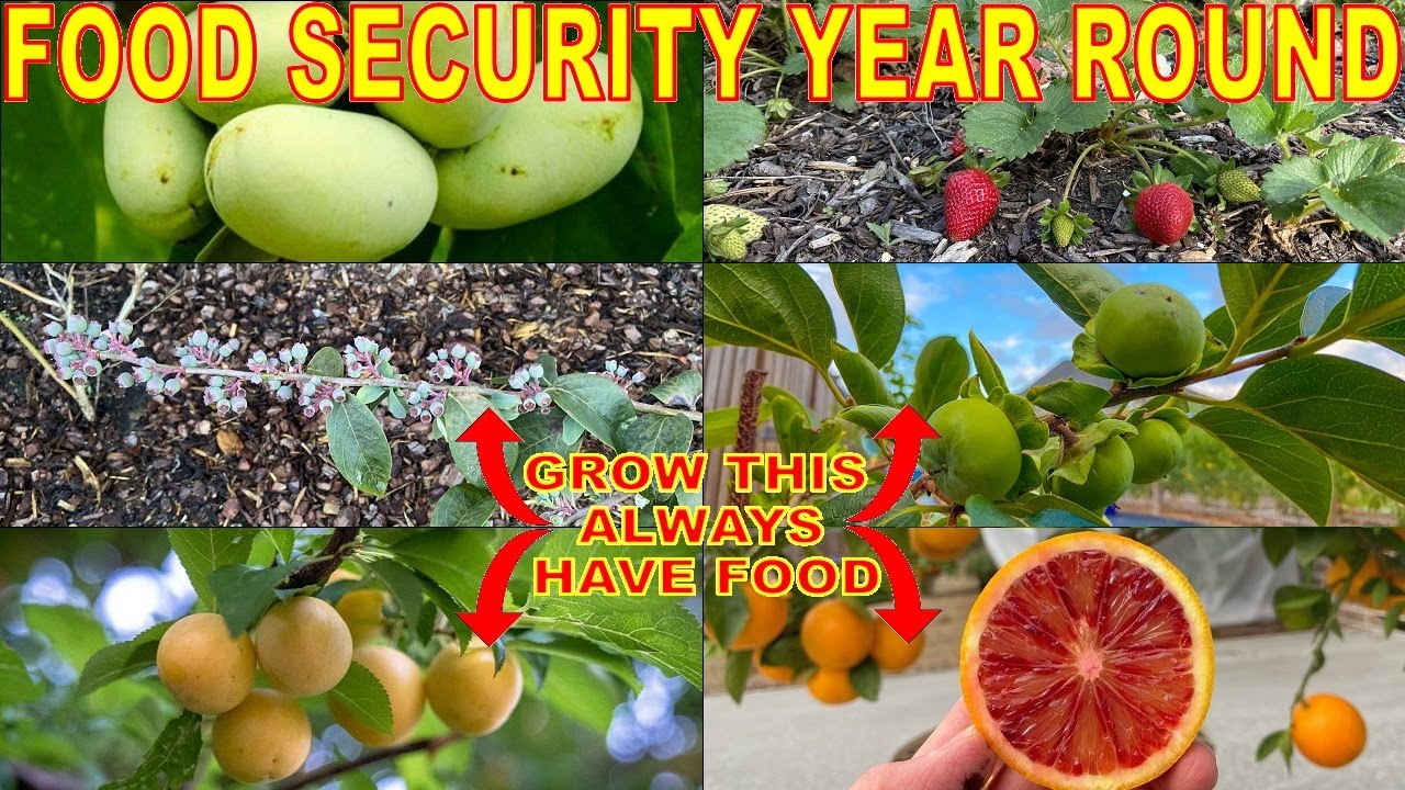 Grow These 6 Fruit Trees For YEAR ROUND HARVESTS! Never Fear FOOD SHORTAGES: Always Have Fresh Food!
