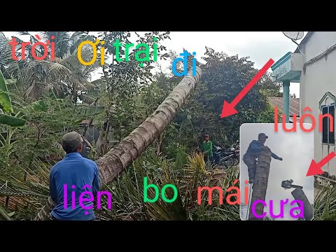 anh thợ cưa cưa hạ cây dừa liện bỏ mái cưa từ chên ngọn xuống và cái kết