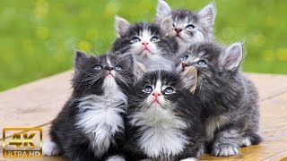 Gatos encontrando bebs pela primeira vez (compilado) musica para relaxar