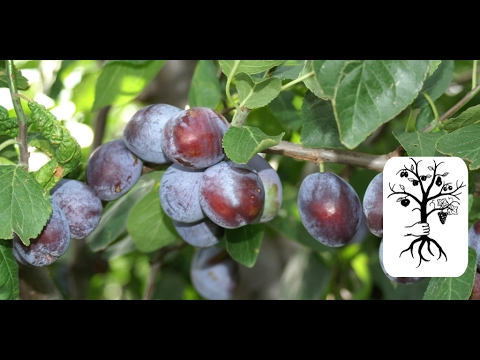 Zwetschken schneiden (Pflaumen) in der Praxis - Hauszwetschke und moderne Sorten