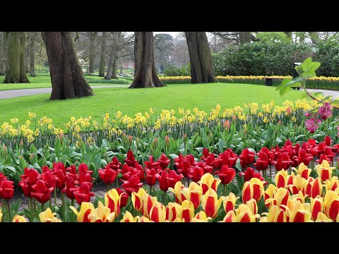 Keukenhof garden - 9 April 2021