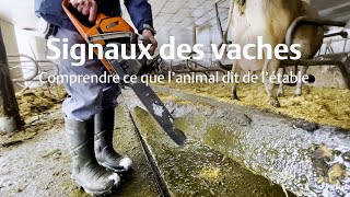 Signaux des vaches