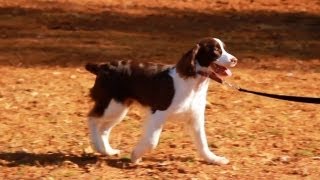 Loose-Leash Walking Outside | Teacher's Pet With Victoria Stilwell