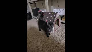 American Longhair Cats Videos