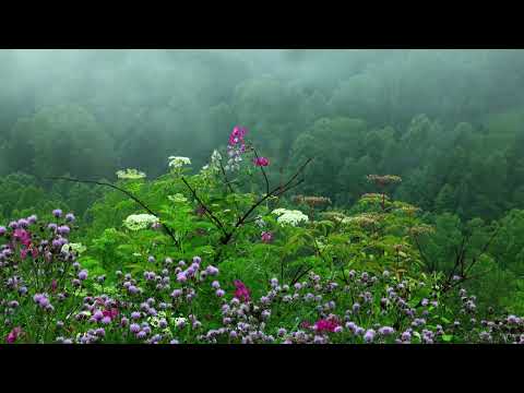 Rain Sounds with Tibetan Singing Bowls And Birds chirping  Sleep Music