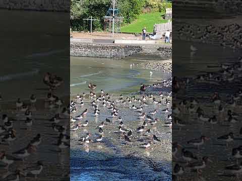blockhouse bay Beach auckland