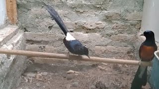 Download lagu Murai betina gacor birahi mp3 Download lagu Murai betina gacor birahi mp3