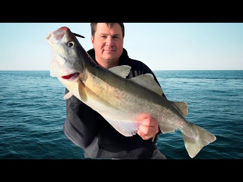 Inshore Wrecking With Lures For Pollack & Cod Produces Some Fine Fish with @MuscleFishingOfficial