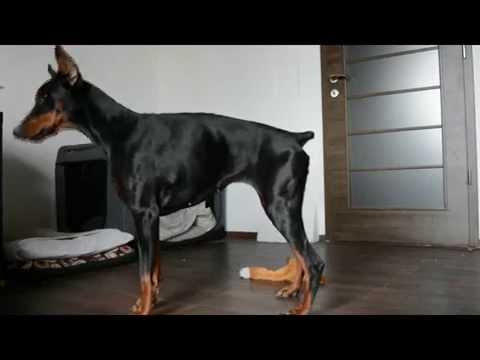 DF Trick Challenge '15 - 3. kolo - Lyka