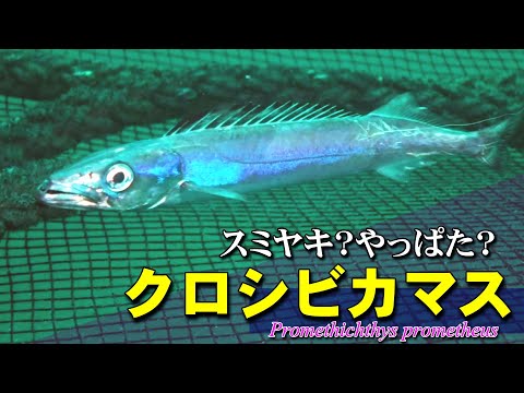 定置網の底に集まったクロシビカマス
