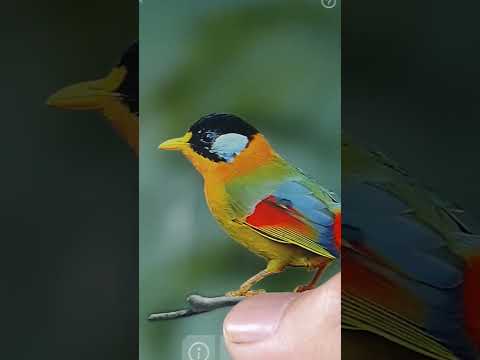 Bird Sounds Video