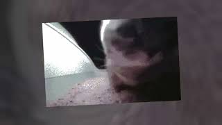 Cover art for CHIPI CHIPI CHAPA CHAPA (ENVY FRENCHCORE REMIX) BUT IS A FARM MAP