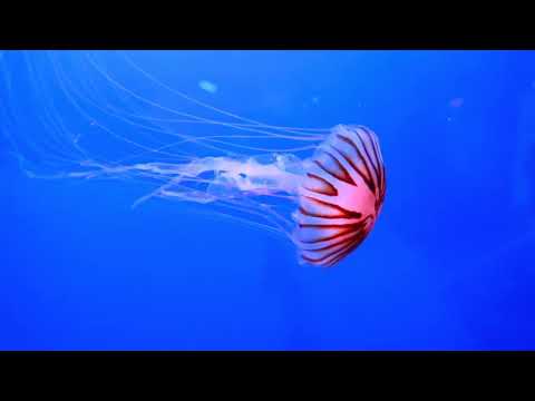 A Man Among Orcas - Wildlife Documentarylllllll like and subscribe my channel