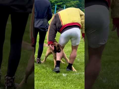 Dog bites decoy’s bare leg. #dogtraining #pets #sportdog #animals #funny #k9