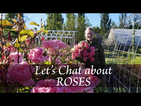 Let's Chat About ROSES| Our favorites & what sells best on our cut flower farm |vlog