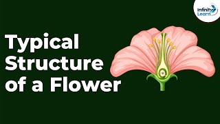 Typical Structure of a Flower | Don't Memorise