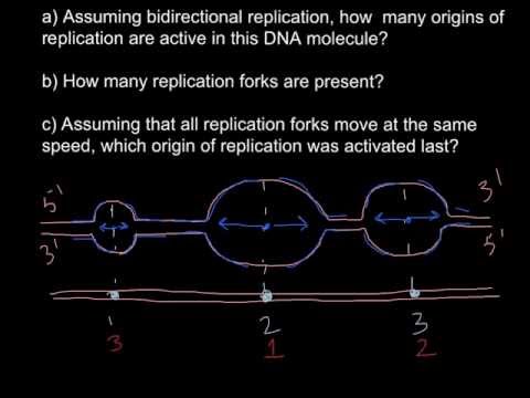 DNA. Origin of replication