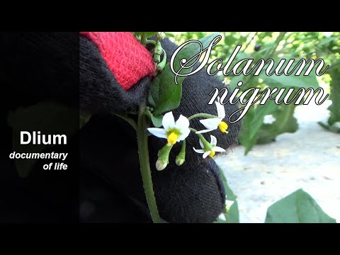 Black nightshade (Solanum nigrum) - part 1