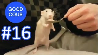 ТЕСТ НА ПСИХИКУ!! Самые крутые приколы! GOOD COUB май 2018