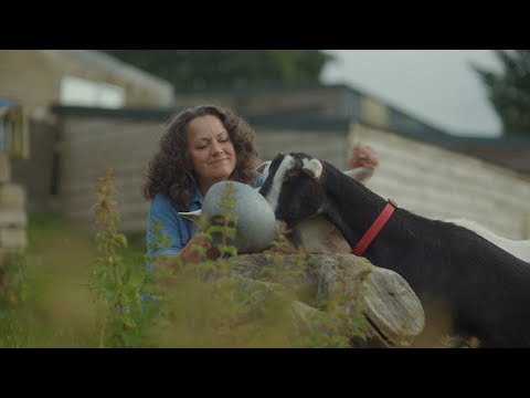 Wales - Chuckling Goat: NotebookLM