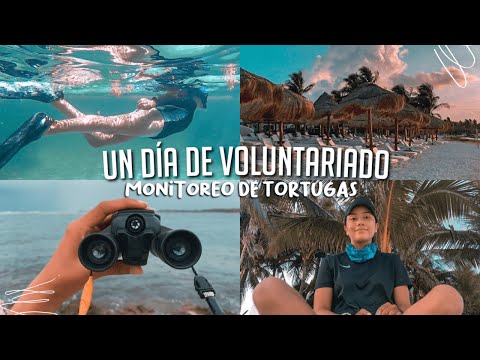 Un DÍA en un VOLUNTARIADO de MONITOREO de TORTUGAS en MÉXICO 🐢 l  ¿DEBERIAS VIVIR la EXPERIENCIA? 🤿