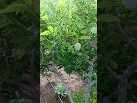 Produção de Pinha Petrolina Pernambuco 😉 ZAP (87)981376810 #pinha #plantas #flores #fruit #sitio