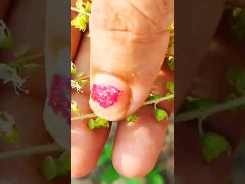 Tulsi Manjari..a natural weight loss herb